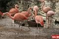 ZOO_Plzen_27_02_2012 (2)