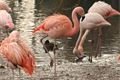 ZOO_Plzen_27_02_2012 (3)