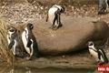 ZOO_Plzen_27_02_2012 (4)