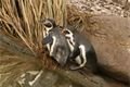 ZOO_Plzen_27_02_2012 (6)