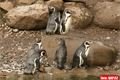 ZOO_Plzen_27_02_2012 (7)