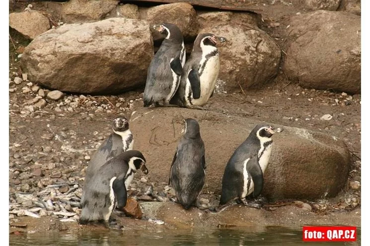 ZOO_Plzen_27_02_2012 (7)