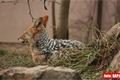 ZOO_Plzen_27_02_2012 (9)