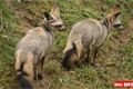 ZOO_Plzen_27_02_2012 (10)