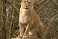 ZOO_Plzen_27_02_2012 (12)