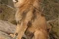 ZOO_Plzen_27_02_2012 (15)