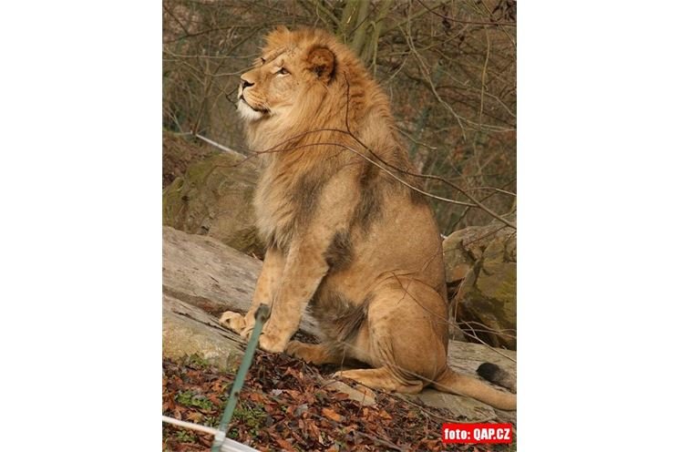 ZOO_Plzen_27_02_2012 (15) ZOO_Plzen_27_02_2012 (15)