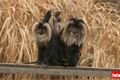 ZOO_Plzen_27_02_2012 (32)