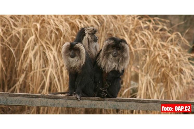 ZOO_Plzen_27_02_2012 (32) ZOO_Plzen_27_02_2012 (32)