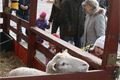 velikonoční trhy Plzeň (25)