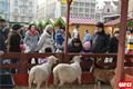 velikonoční trhy Plzeň (33)