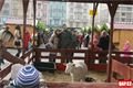 velikonoční trhy Plzeň (41)