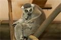 lemur kata