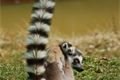lemur kata (1)