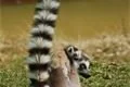 lemur kata (1)
