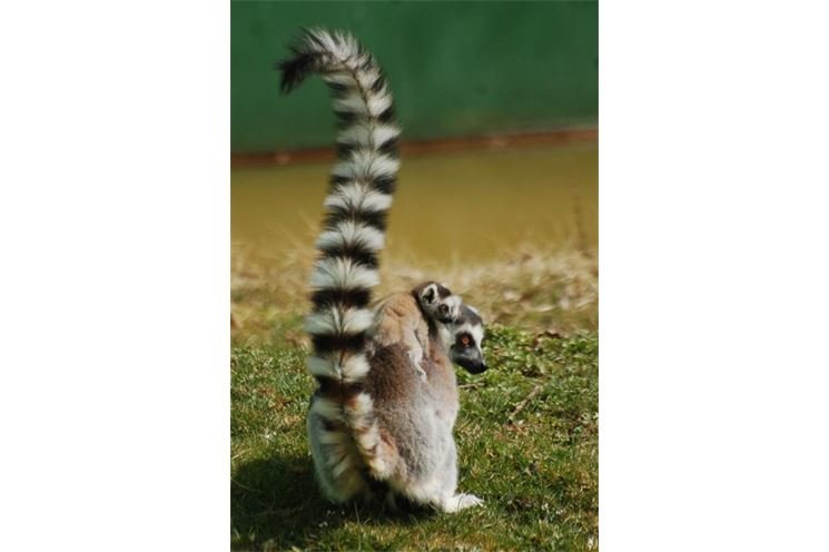 lemur kata (1)