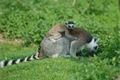 lemur kata (2)