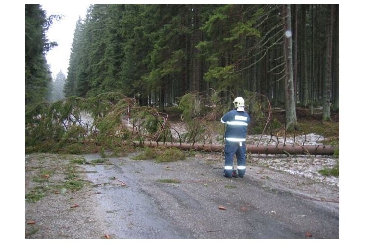 padlý strom