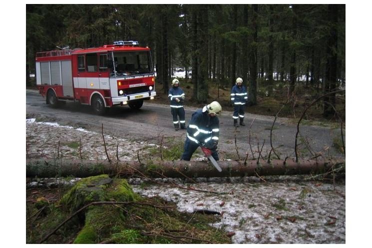 padlý strom1