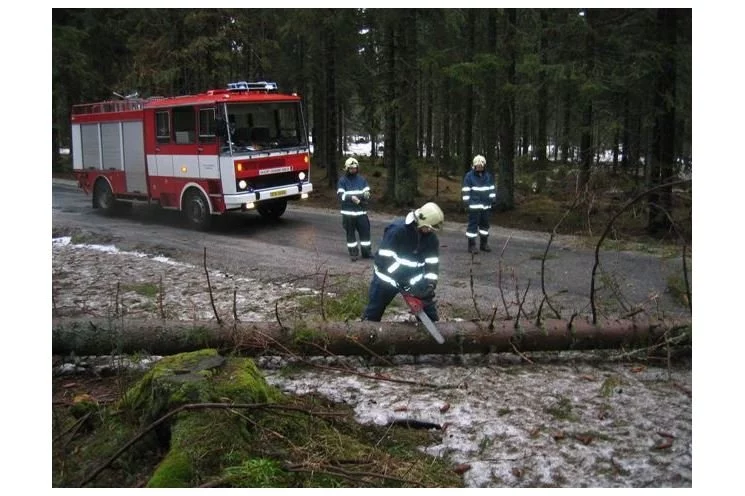 padlý strom1 padlý strom1