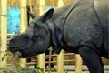 Šestiletý Beni je jedním z 55 nosorožců tohoto druhu žijící v evropských ZOO. 
