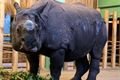 Nový nosorožec v plzeňské ZOO patří mezi jednorohé 