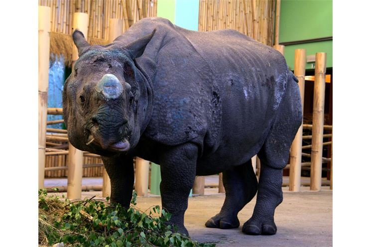Nový nosorožec v plzeňské ZOO patří mezi jednorohé Nový nosorožec v plzeňské ZOO patří mezi jednorohé