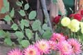 IMG_0037