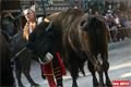 V Pullman City žije i pravý indián. Na snímku při show s bizony, těch je v městečku celkem pět. 