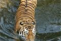 tyger
