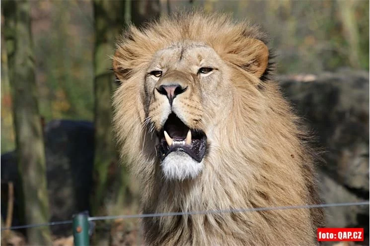 ZOO_Plzen_28_rijen (7)