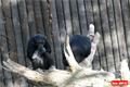 ZOO_Plzen_28_rijen (11)