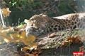 ZOO_Plzen_28_rijen (17)