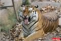 ZOO_Plzen_28_rijen (20)