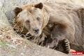 ZOO_Plzen_28_rijen (26)