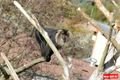 ZOO_Plzen_28_rijen (27)