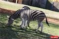 ZOO_Plzen_28_rijen (30)
