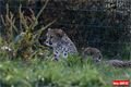 ZOO_Plzen_28_rijen (31)