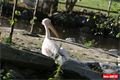 ZOO_Plzen_28_rijen (33)