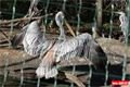 ZOO_Plzen_28_rijen (36)