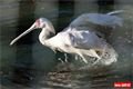 ZOO_Plzen_28_rijen (37)