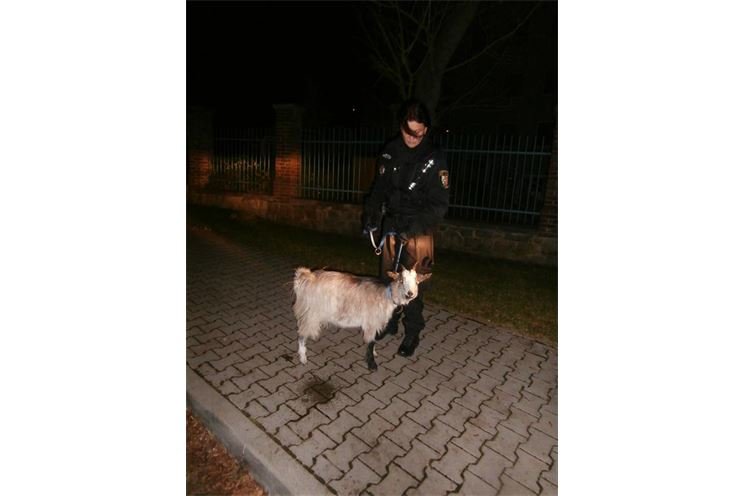 koza holandska zakrsla koza holandska zakrsla