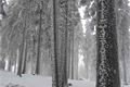 železnorudsko_prvni adventni vikend (12)