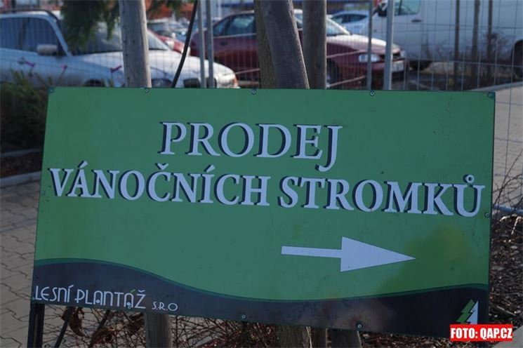 Prodej vánočních stromečků odstartoval. Prodej vánočních stromečků odstartoval.