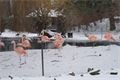 ZOO nabízí i v zimě poměrně netradiční podívanou. V současné době je otevřená v zimním režimu.