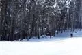 SDC17333
