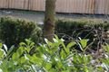 DSC07517