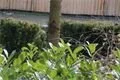 DSC07517