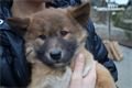 Křest mláďat Dingo v plzeňské ZOO.