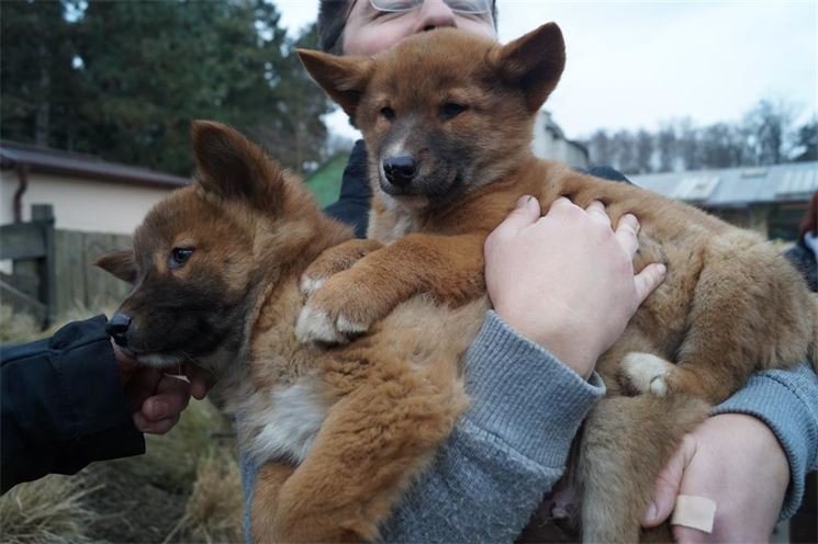 Křest mláďat Dingo v plzeňské ZOO.
